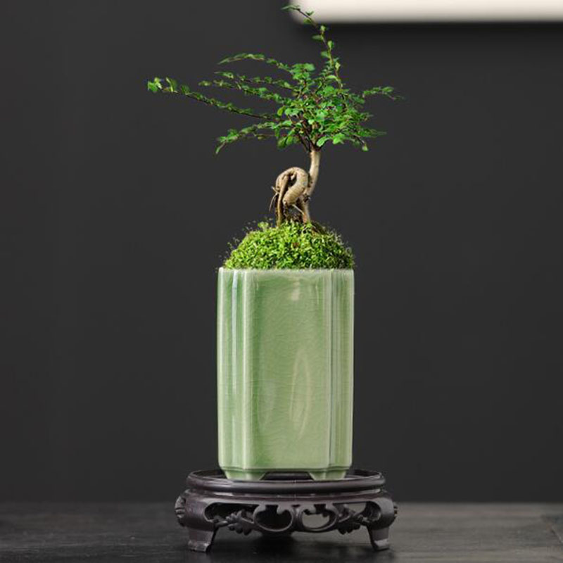 Bonsai Garden Art - Porcellana quadrata Celadon smaltata orchidea vaso