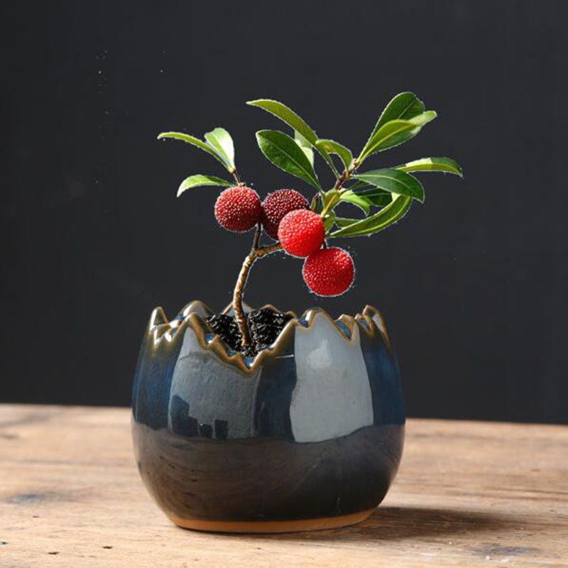 Bonsai Garden Art - Vaso per Piante Succulente in Ceramica